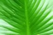 Large swamp plant leaf background