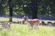 Fallow deer 