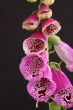 Foxglove