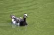 Barnacle goose