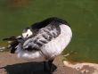Barnacle goose / Branta canadensis