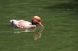 Red Crested Pochard