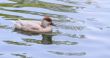 Red Crested Pochard