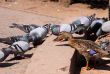 Mallard and pigeons
