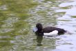 Tufted duck