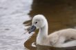 Cygnet