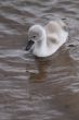 Cygnet/cygnus olor