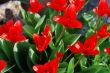 red tulip