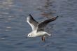 flying gull