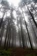 conifer forest in fog