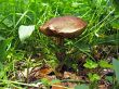Mushroom in the grass