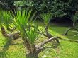 Palm tree in the park