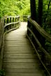 Wooden bridge through the forest