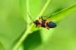 Milkweed bug