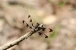 Female Twelve Spot Skimmer dragonfly