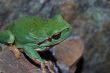 green frog is looking
