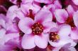 pink bloom