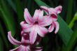pink hyacinth