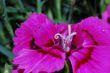 pink spring flower