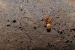 red ant on a brown stone