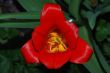 red tulip close up