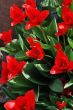 red tulip top view
