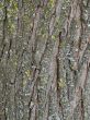 tree bark