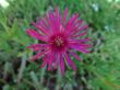 ficoide flower
