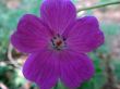 geranium sanguineum