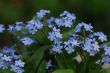 forget me not 