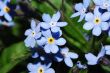 forget me not bloom