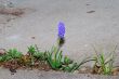 grape hyacinth between concrete