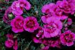 lot of pink