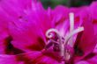 nice maco bloom