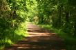 Pathway through the forest