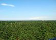 Forest of Latvia