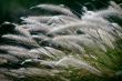 Windy plants