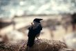 The crow