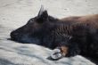 buffalo sleeping