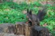 squirrel on a tree stump
