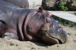 hippo sleeps