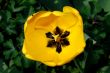 yellow tulip