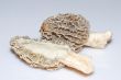 edible mushroom