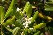 Jasmin and bee.