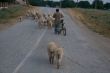 Sheep on country road. Crimean village.