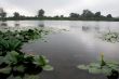 Landscape with water lily.