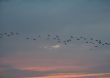 Autumn. Birds flying away.