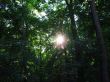 Forest in the evening