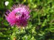 Purple thistle and the ant