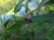 Bug on the leaf